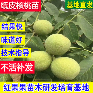 纸皮核桃树果苗薄皮核桃嫁接苗特大正宗新疆185超大号庭院小幼苗