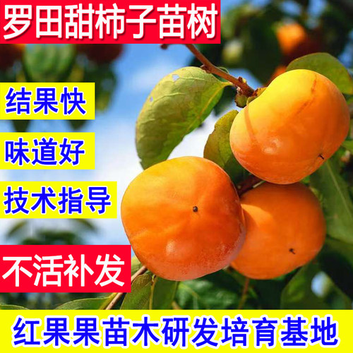 罗田甜柿树苗嫁接矮化柿子树果苗