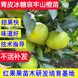 青皮冰糖橙子树苗哀牢山果树果苗嫁接苗北方耐寒庭院苗树当年结果