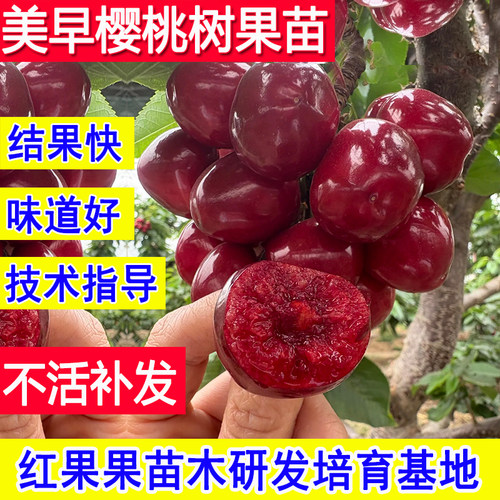 美早大樱桃苗山东基地正宗嫁接苗