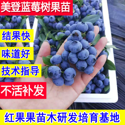 美登蓝莓苗耐寒冻蓝莓树果苗庭院