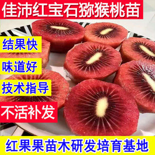 佳沛猕猴桃苗红宝石红心猕猴桃树果苗公母同株基地耐冻超大号大树