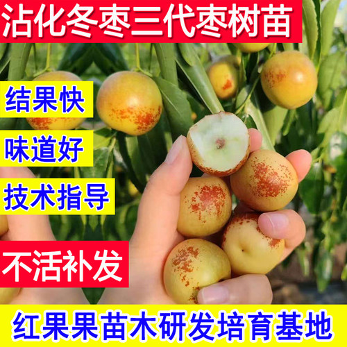 沾化冬枣三代树苗超大号庭院耐寒