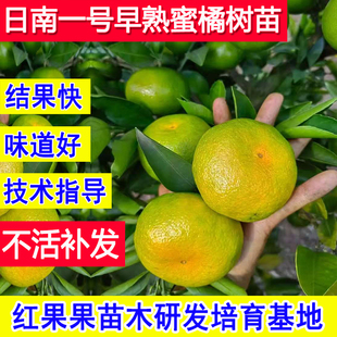 日南一号蜜桔苗桔子树苗早熟蜜橘耐冻南方北方耐寒庭院橘子树果苗