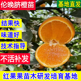 伦晚脐橙苗南北方庭院地栽种植特大橙子树苗盆栽嫁接果苗当年结果