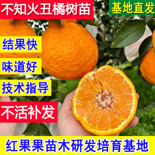 不知火丑橘树苗耐冻丑柑橘子树果苗基地特大树耐寒超大号桔子树苗
