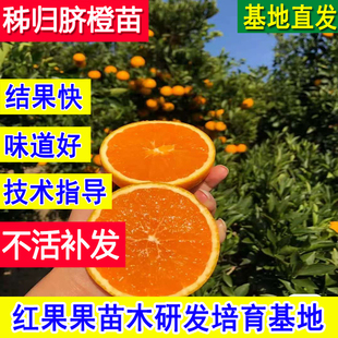 秭归脐橙苗红橙子树苗夏橙苗树伦晚九月红超大号果树果苗当年结果