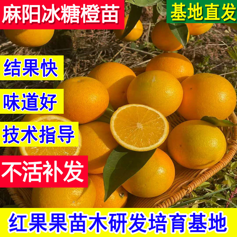 麻阳冰糖柑树苗正宗橙子树苗嫁接苗庭院锦蜜黄皮果树果苗当年结果