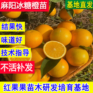 麻阳冰糖柑树苗正宗橙子树苗嫁接苗庭院锦蜜黄皮果树果苗当年结果