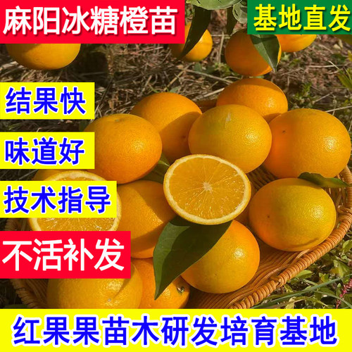 麻阳冰糖柑树苗正宗橙子树苗庭院