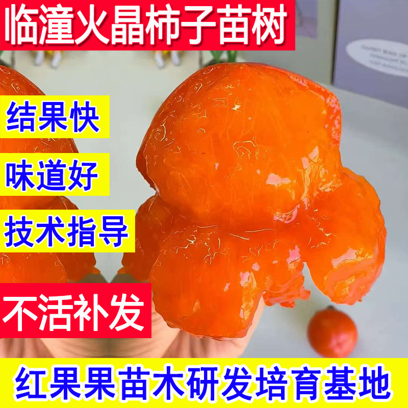 火晶柿子苗树特大号脆甜耐冻嫁接