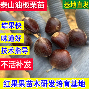 泰山板栗苗超大号嫁接苗良种油板栗树果苗耐寒耐冻南北方当年结果