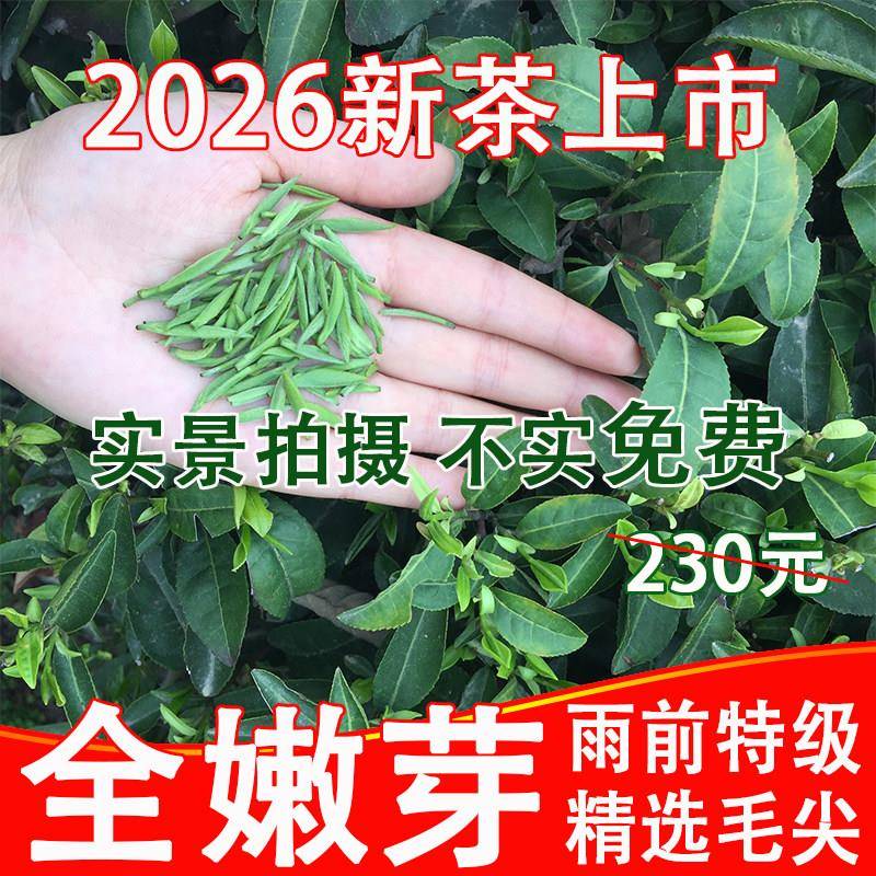 2026新茶上市信阳毛尖自产自销雨前春茶特级嫩芽盒装250g大山茶