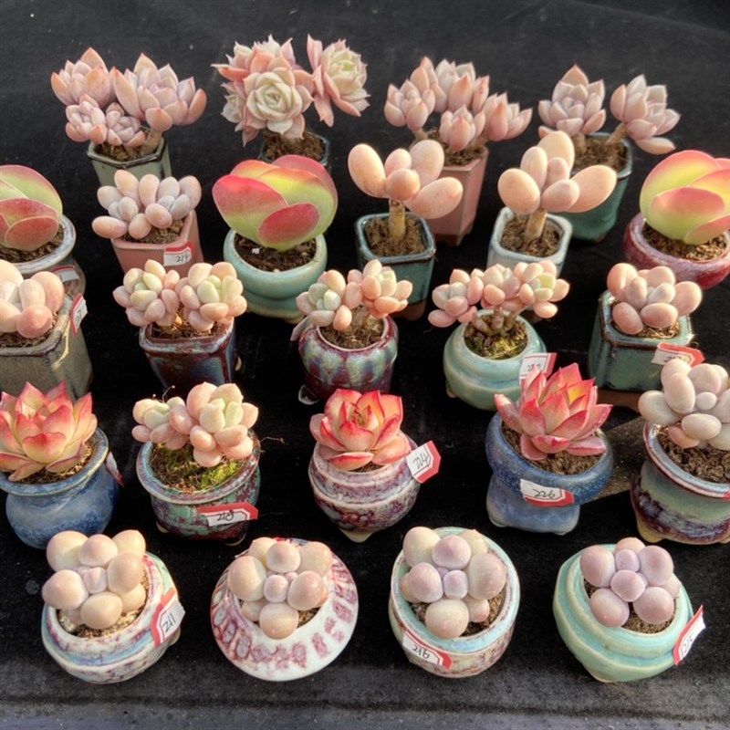 迷你拇指盆多肉带盆土发货一物z一拍办公桌可爱袖珍礼品多肉植物