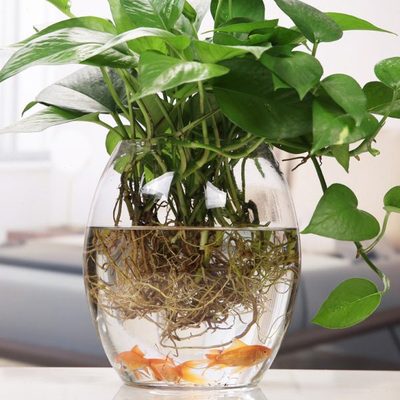 水培植物玻璃瓶 花盆绿萝透明花瓶鱼缸水培玻璃水养植物容器