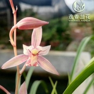 兰花市长红 建兰  浙江 客厅 书房 好养易种 粉色花 浓香 带花苞