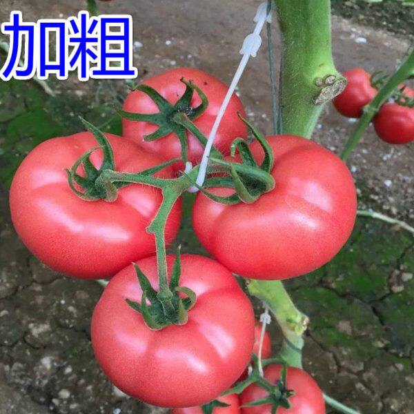 大棚蔬菜西红柿挂钩番茄吊钩果穗钩塑料吊穗钩挂果钩吊蔓托穗钩子
