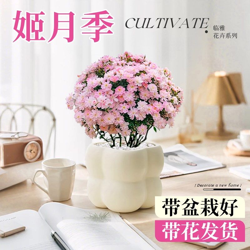 姬月季日本姬乙女盆栽室内桌面盆景适合冬天种的花四季开花卉绿植