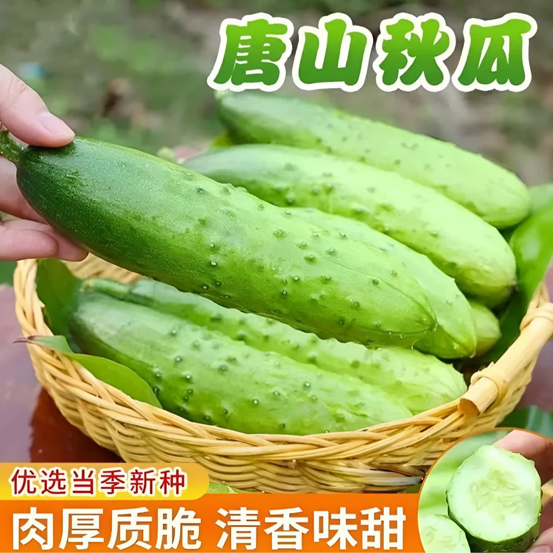 【买一送一】唐山秋瓜种子老式黄瓜籽旱黄瓜良种爬藤蔬菜种籽D