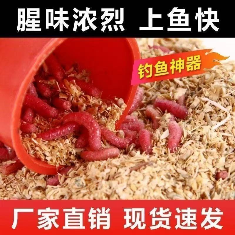 鲜活钓鱼红蛆虫大号野钓溪流石斑鱼马口白条鲫鱼饵料昆虫活饵新鲜