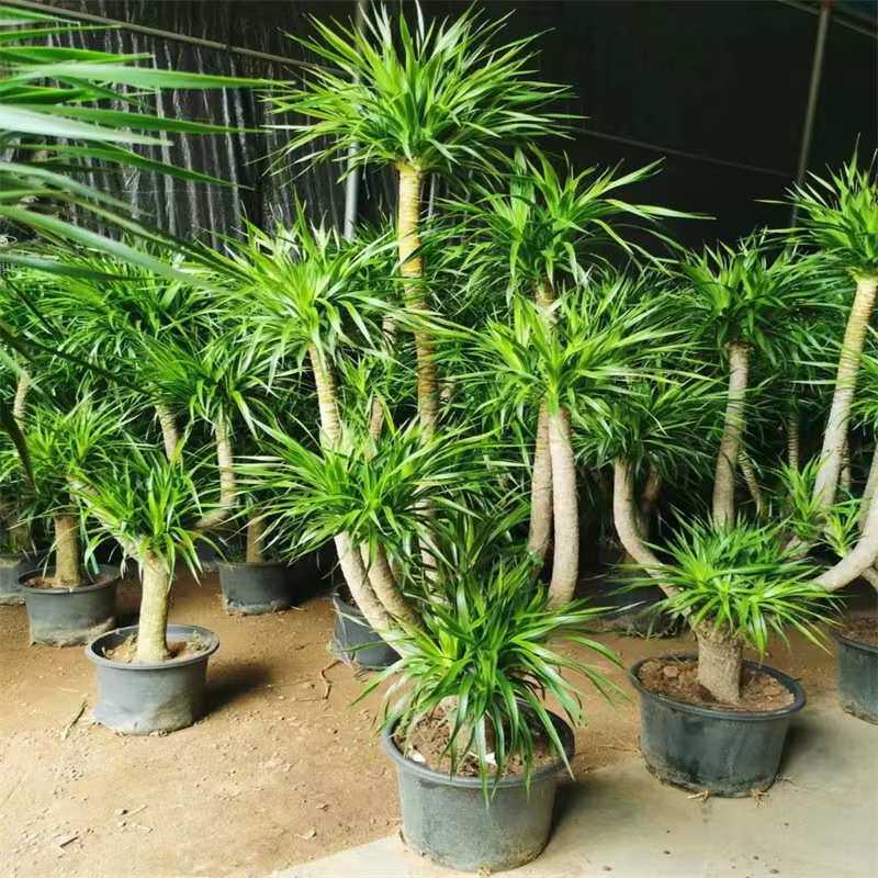 龙须树大型绿植多头龙血树龙铁树发财树室内客厅盆栽花卉植物盆景