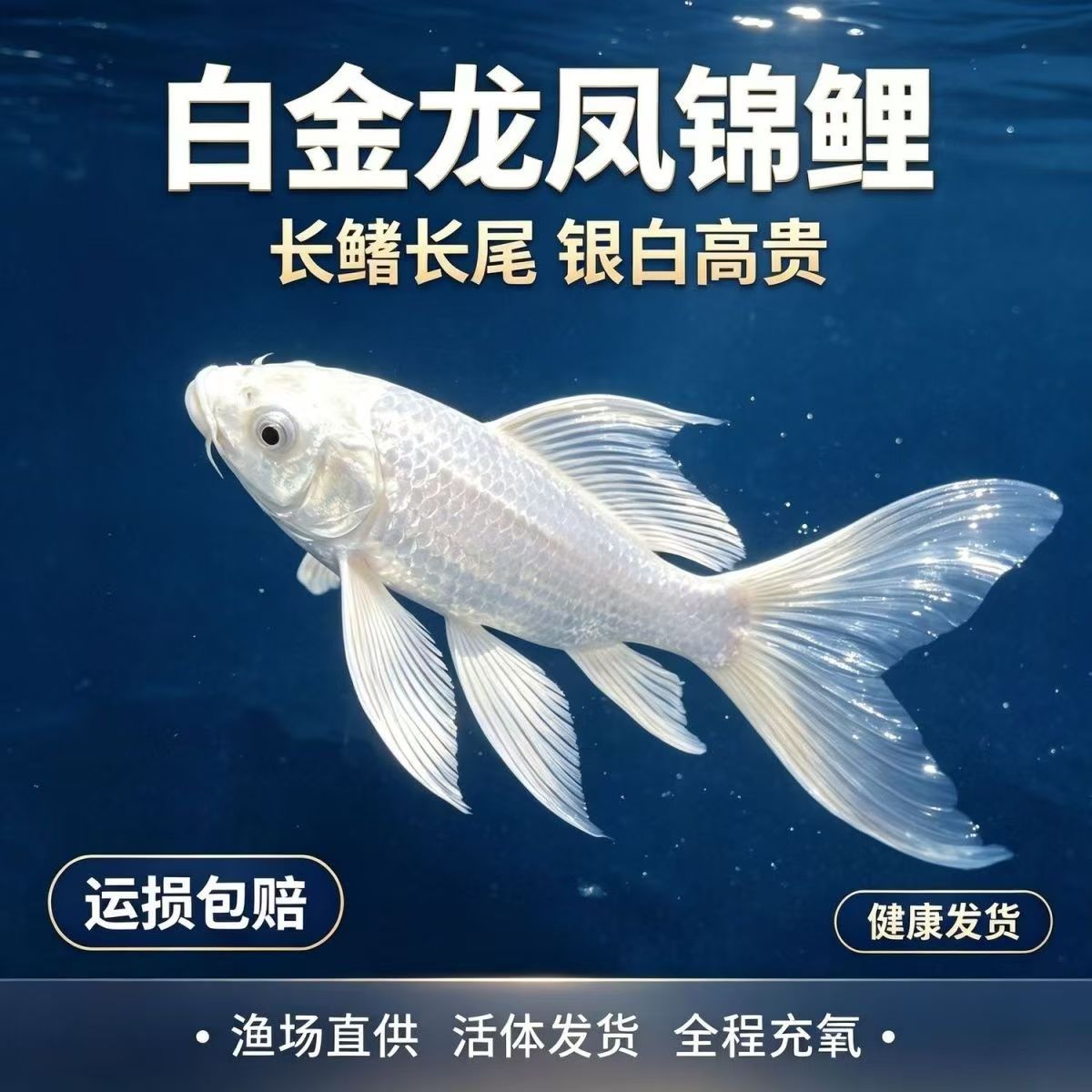 正品台湾普身白金锦鲤鲤鱼苗长尾短尾鲤鱼活体冷水观赏鱼批发