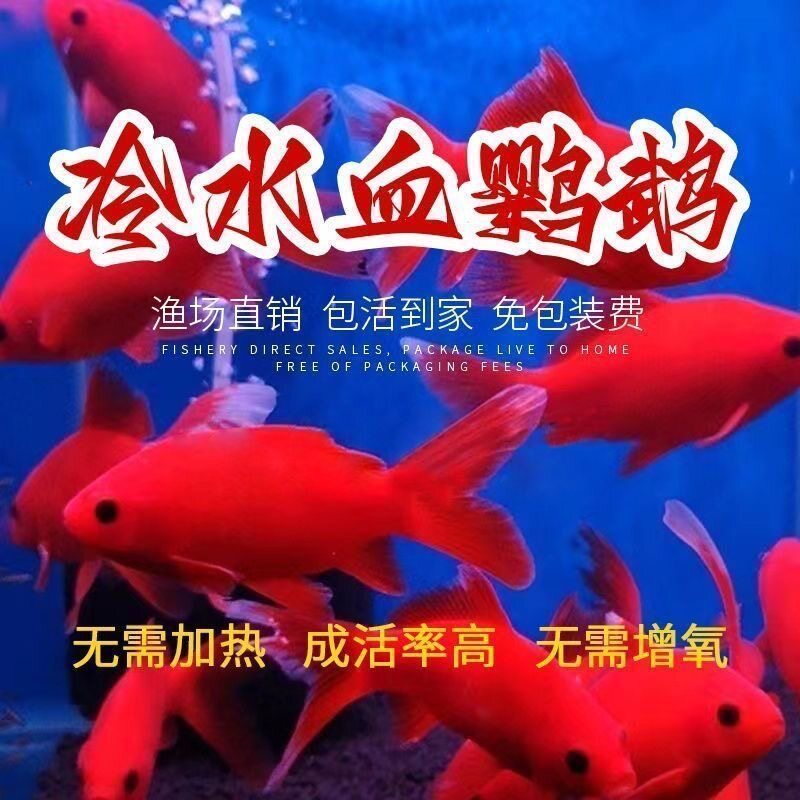 冷水鹦鹉观赏鱼活鱼招财血红金鱼耐活葡萄好养黑眼耐寒淡水鱼清仓