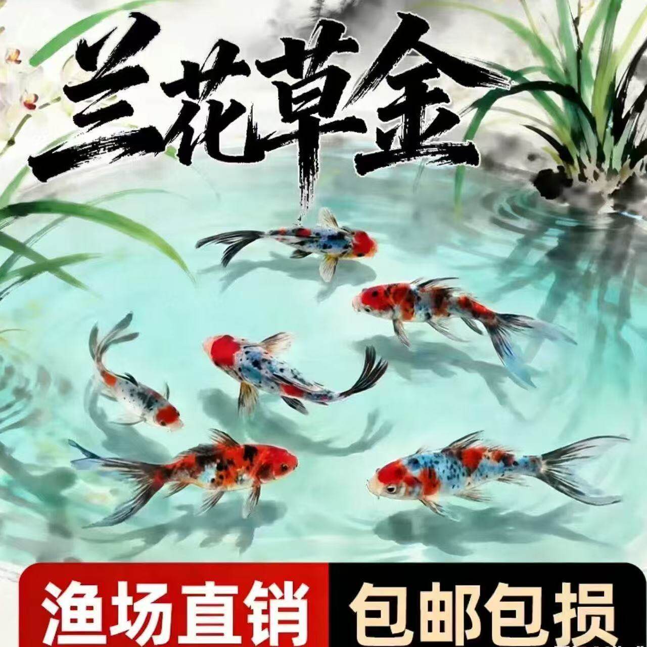 鱼你游兰花草金鱼新手鱼活鱼冷水鱼招财淡水观赏五花草