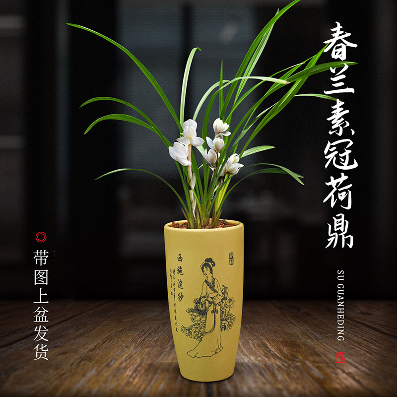 兰花盆栽植物室内春兰素冠荷鼎带花苞浓香庭院阳台客厅名贵兰花苗