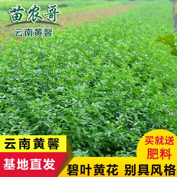 云南黄馨 迎春花庭院花园四季常青绿化苗木小区园林绿化苗 树苗