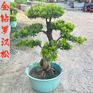 金钻绿汉松盆景老桩雀室真造型树舌内外花园庭院别墅玄关罗植大树