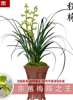 华香园兰花 程梅 蕙兰浓香型 办公室内盆栽盆景绿植盆栽花卉