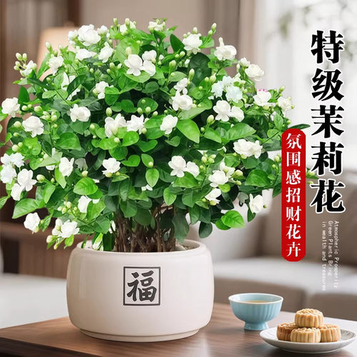 茉莉花盆栽招财旺宅桌面景