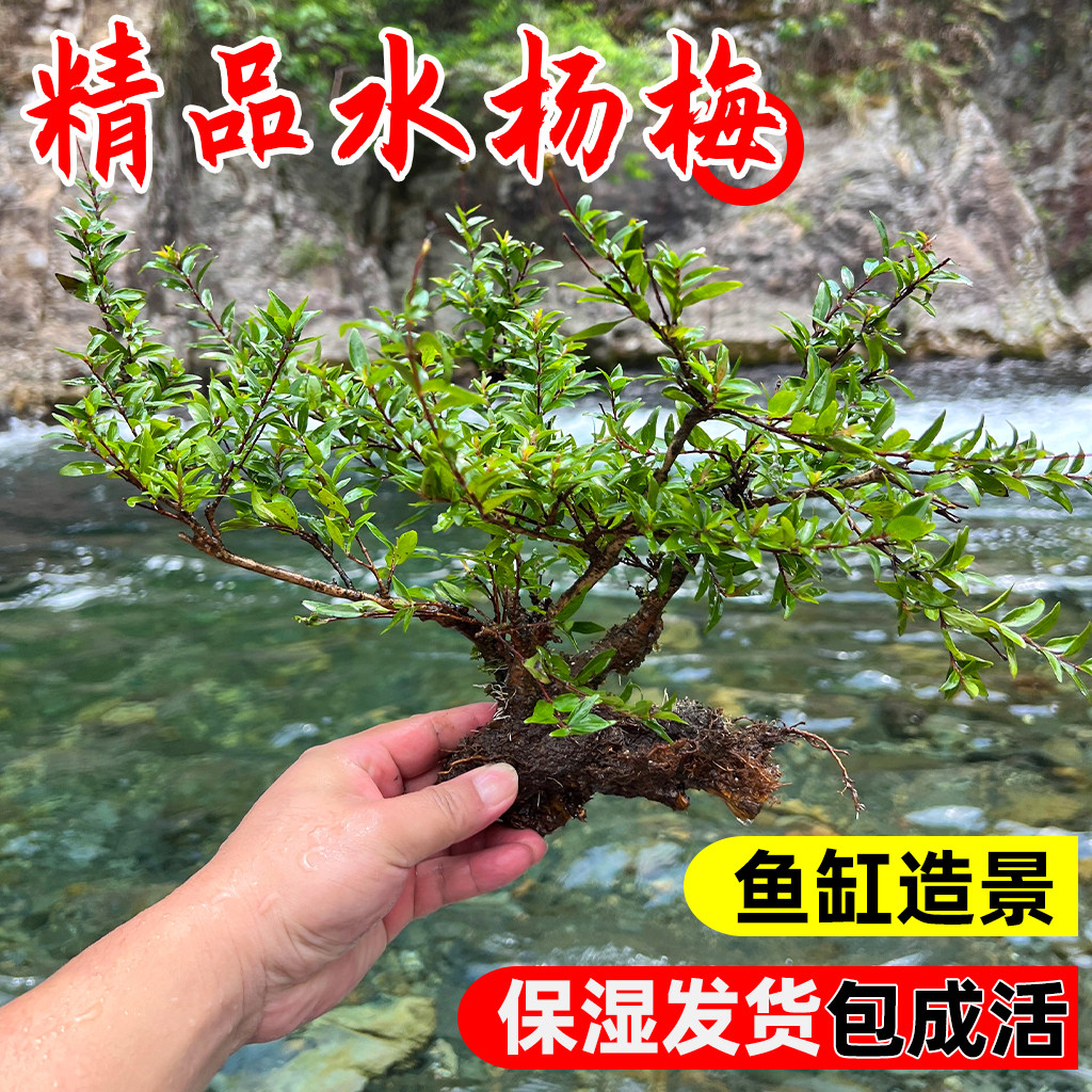水杨梅水培植物绿植老桩鱼缸造景树水陆装饰水草水生树苗盆栽