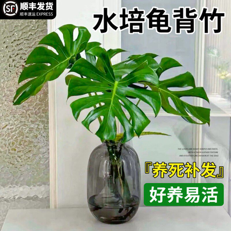 水培植物室内好养大叶龟背图片