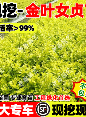 金叶女贞树苗小叶女贞树苗球四季常青耐寒北方庭院绿篱工程绿化苗