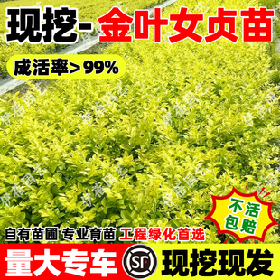 金叶女贞树苗小叶女贞树苗球四季常青耐寒北方庭院绿篱工程绿化苗