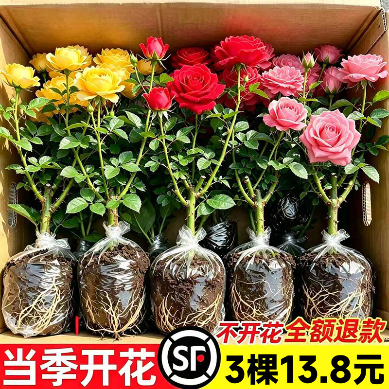 月季花苗玫瑰老桩四季开花盆栽花卉爬藤植物室内阳台藤本蔷薇树苗