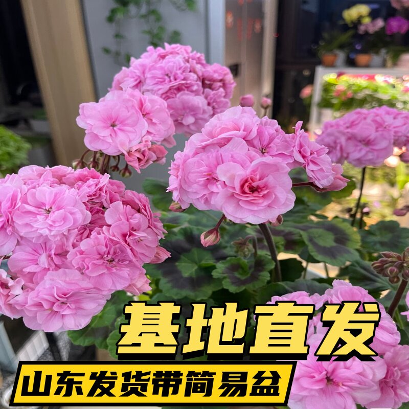 精品直立重瓣大花天竺葵盆栽花卉庭院花苗带花苞发货