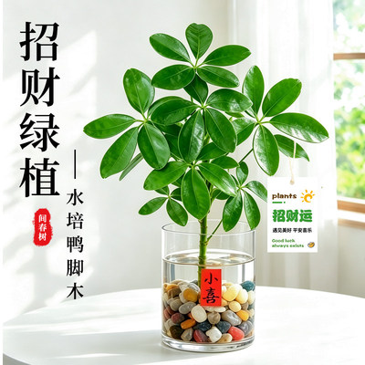 八方来财鸭脚木水培植物室