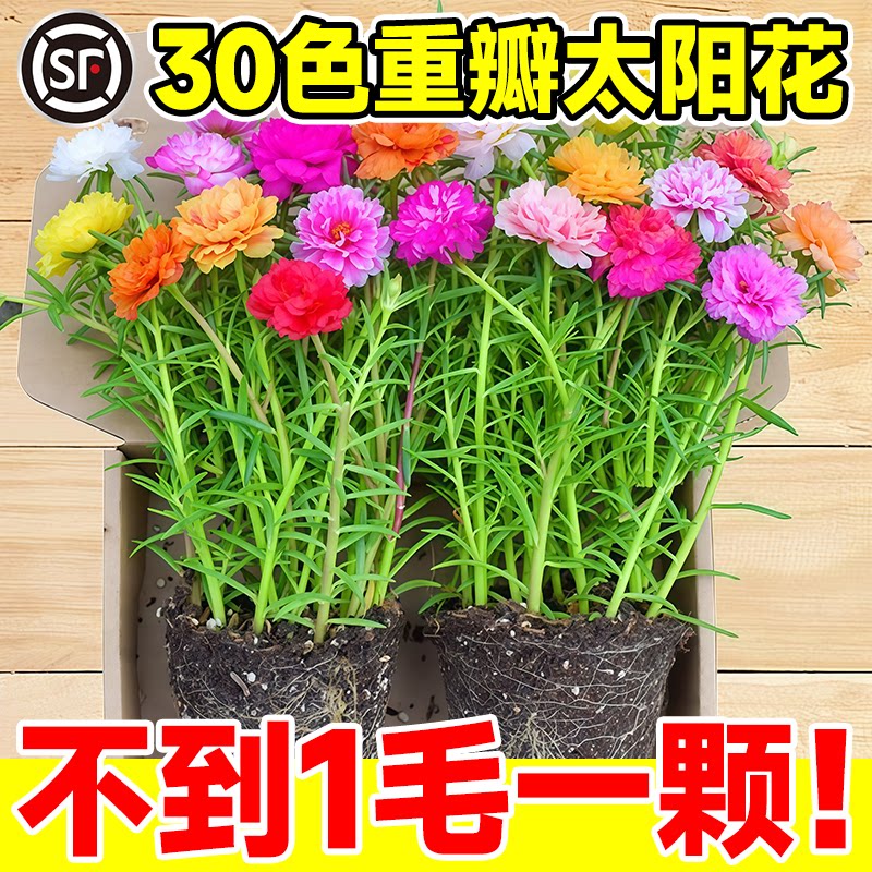 重瓣太阳花苗宿根枝条带苞图片
