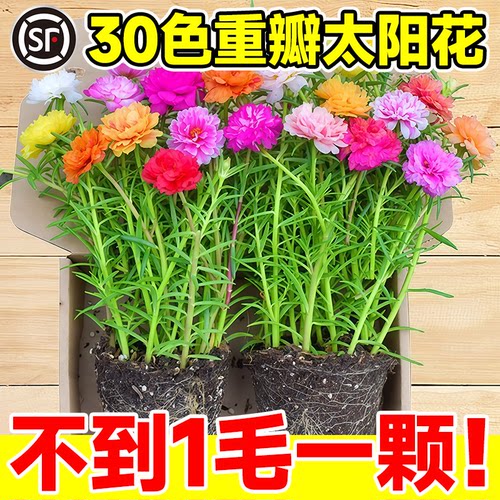 重瓣太阳花苗宿根枝条带苞