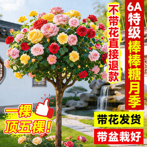 棒糖树桩月季带花发苗老嫁