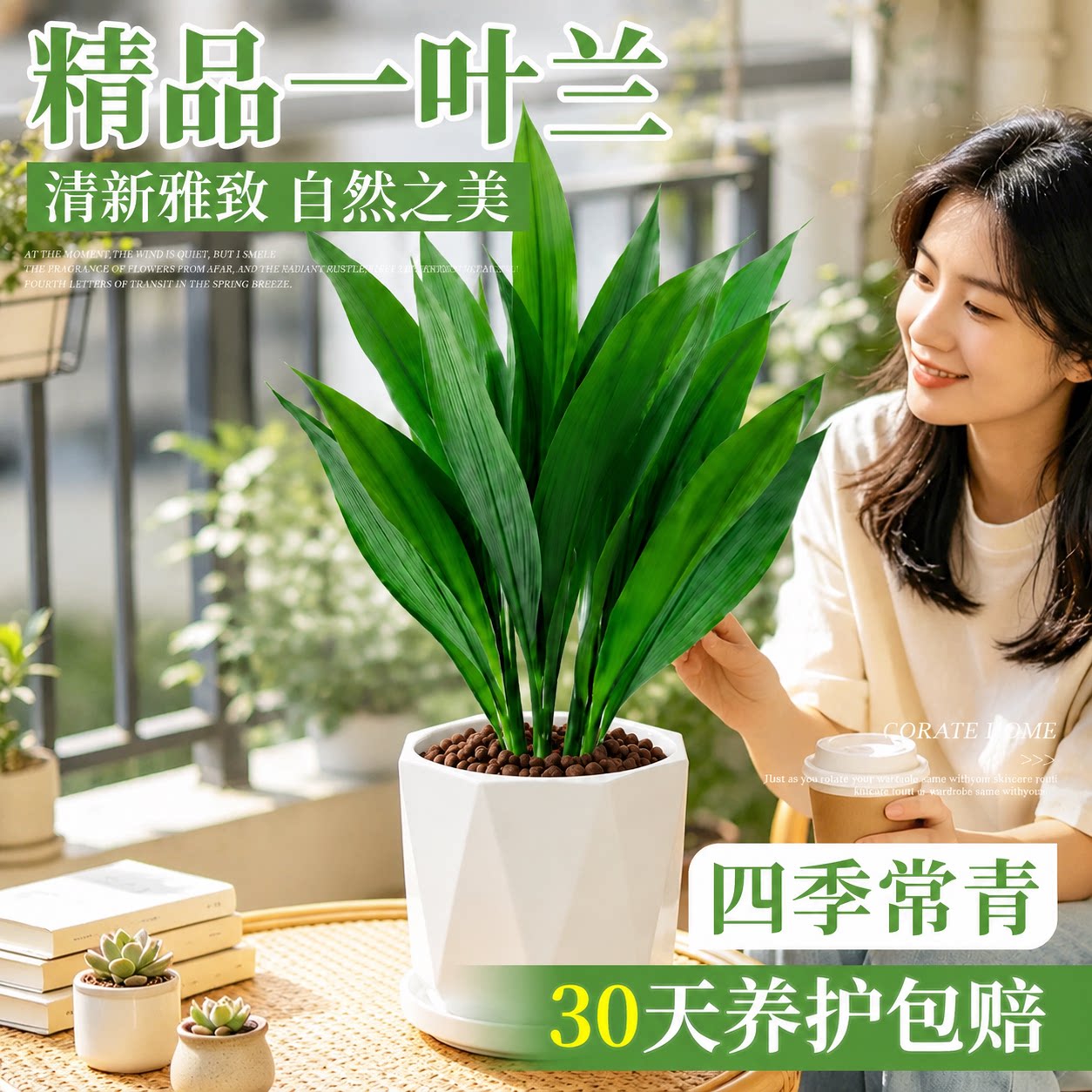 一叶兰盆栽植物室内客厅图片