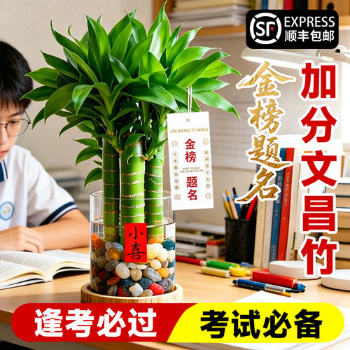 文昌竹4支金榜题名水培绿