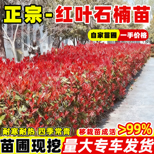 【源头直采】红叶石楠树苗篱笆苗