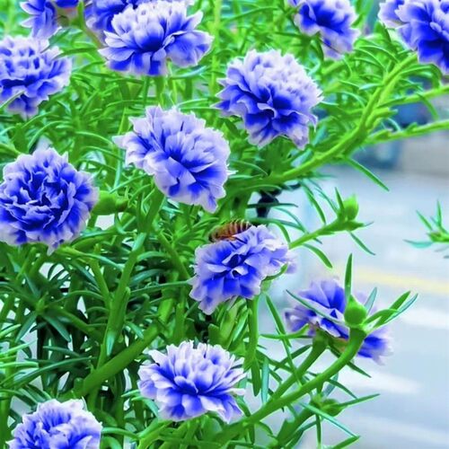 进口太阳花重瓣老桩种苗盆