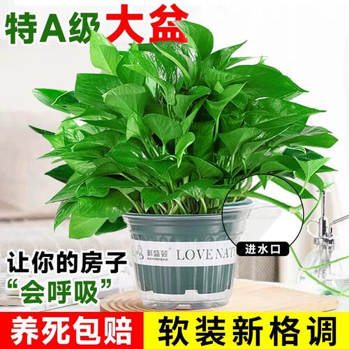 绿萝盆栽室内植物花卉水培