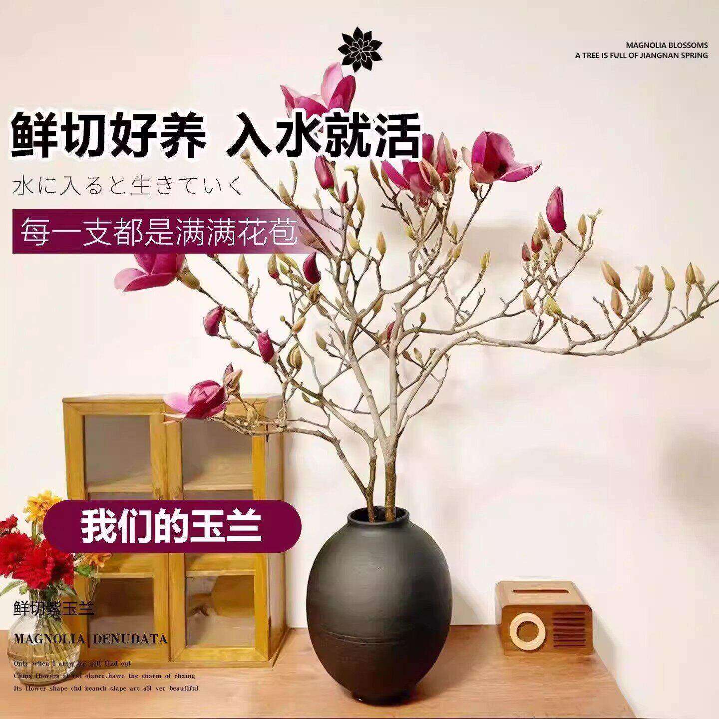 水培紫玉兰花粉玉兰鲜切枝带花苞干枝鲜花卉室内好养四季开花植物