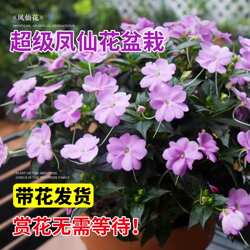 超级凤仙花盆栽桑蓓斯带花苞新几内亚耐热庭院室内阳台花卉好养活